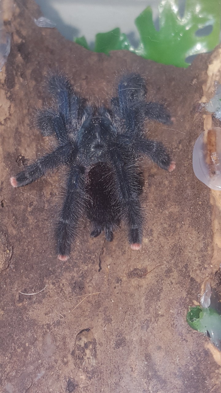 A. avicularia