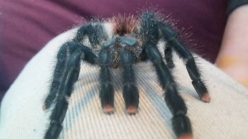 A.avicularia