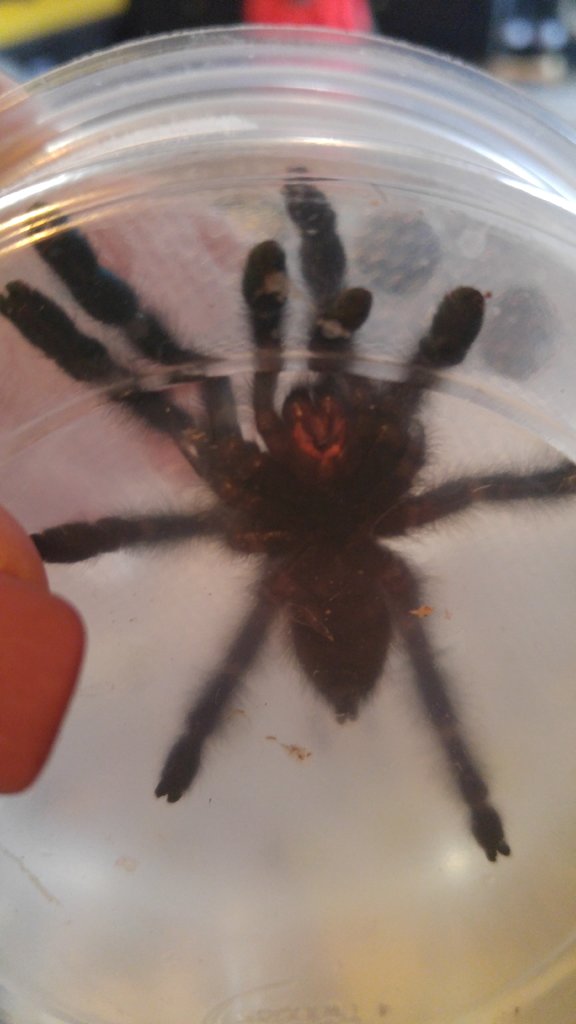 A.avicularia