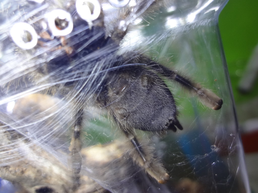 A. Avicularia