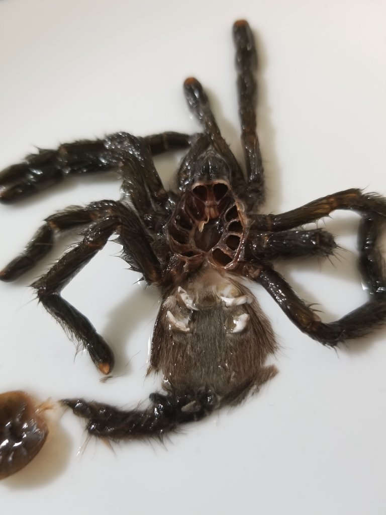 A. avicularia