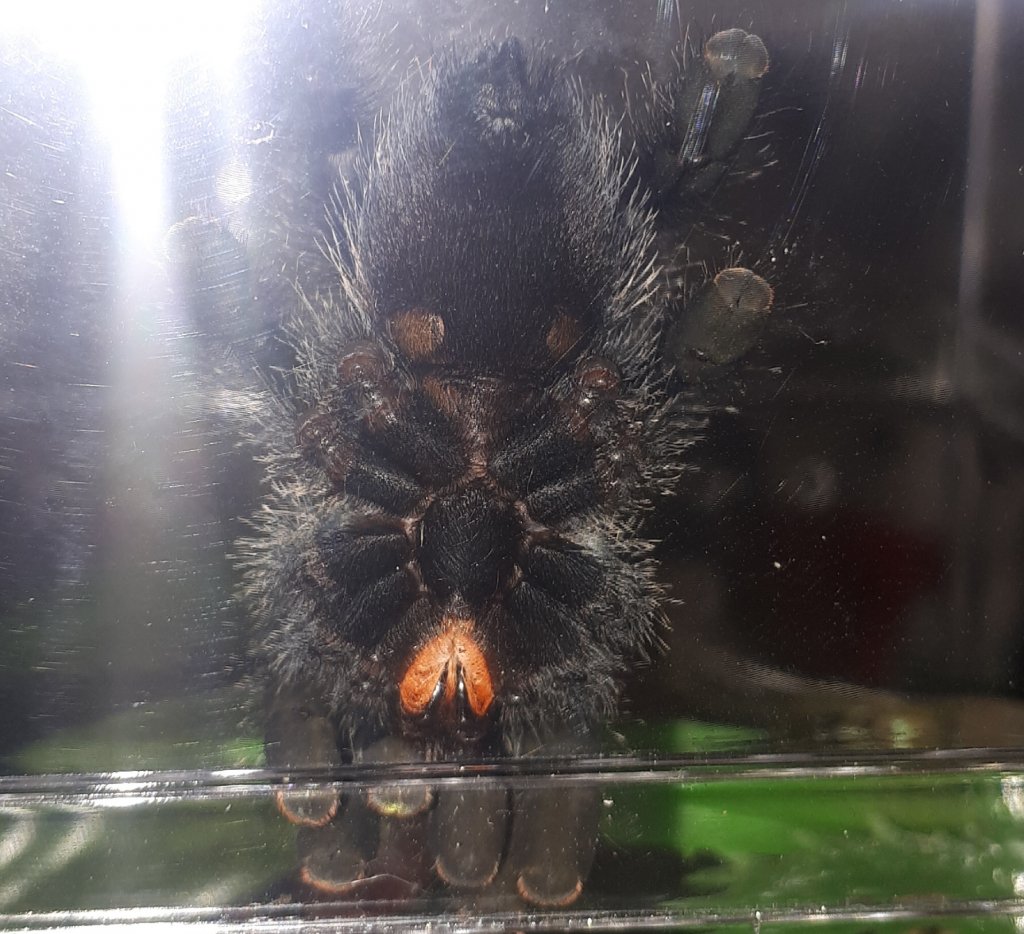 A. avicularia