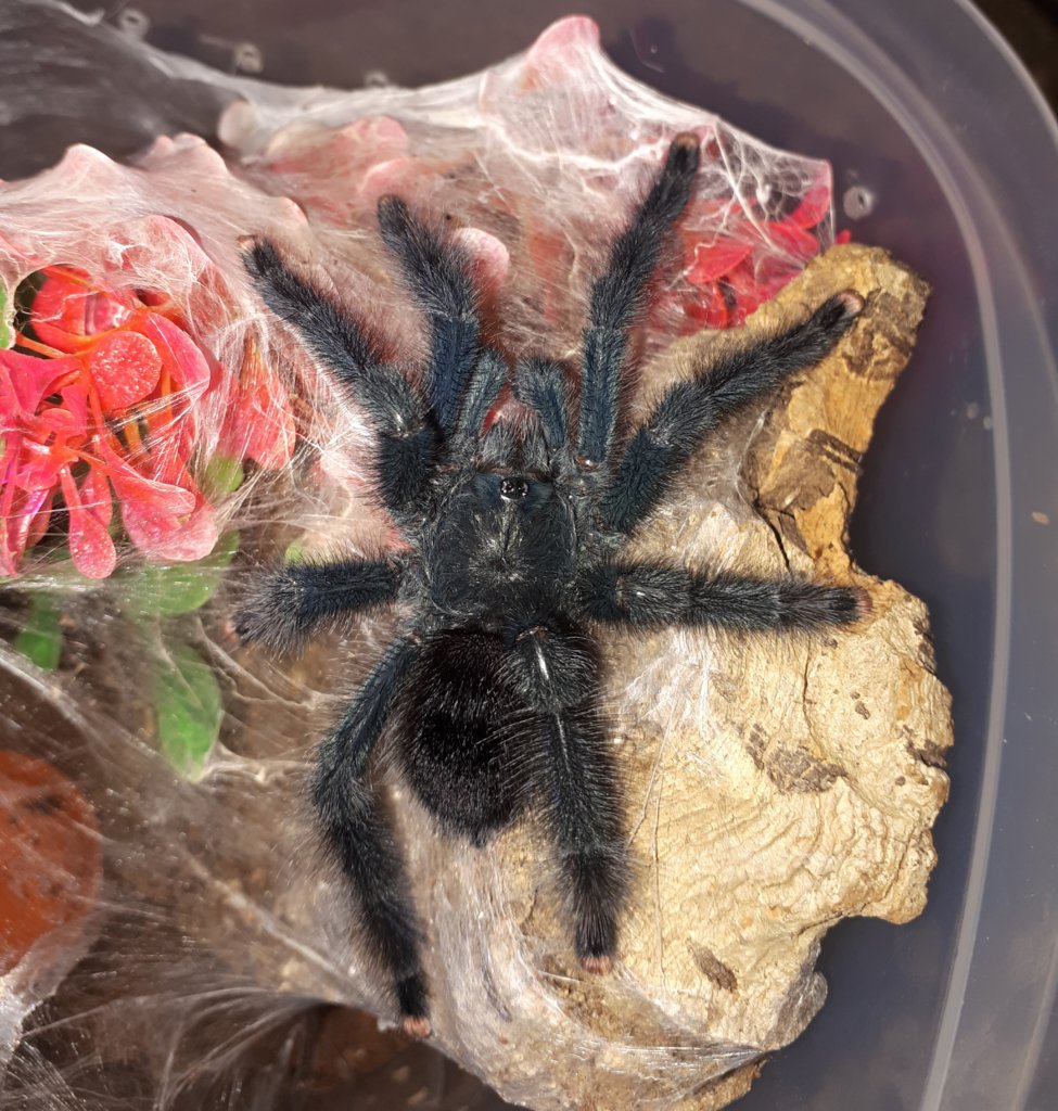 A. avicularia