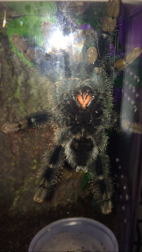 A avicularia