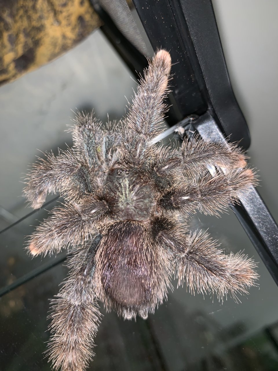 A. avicularia