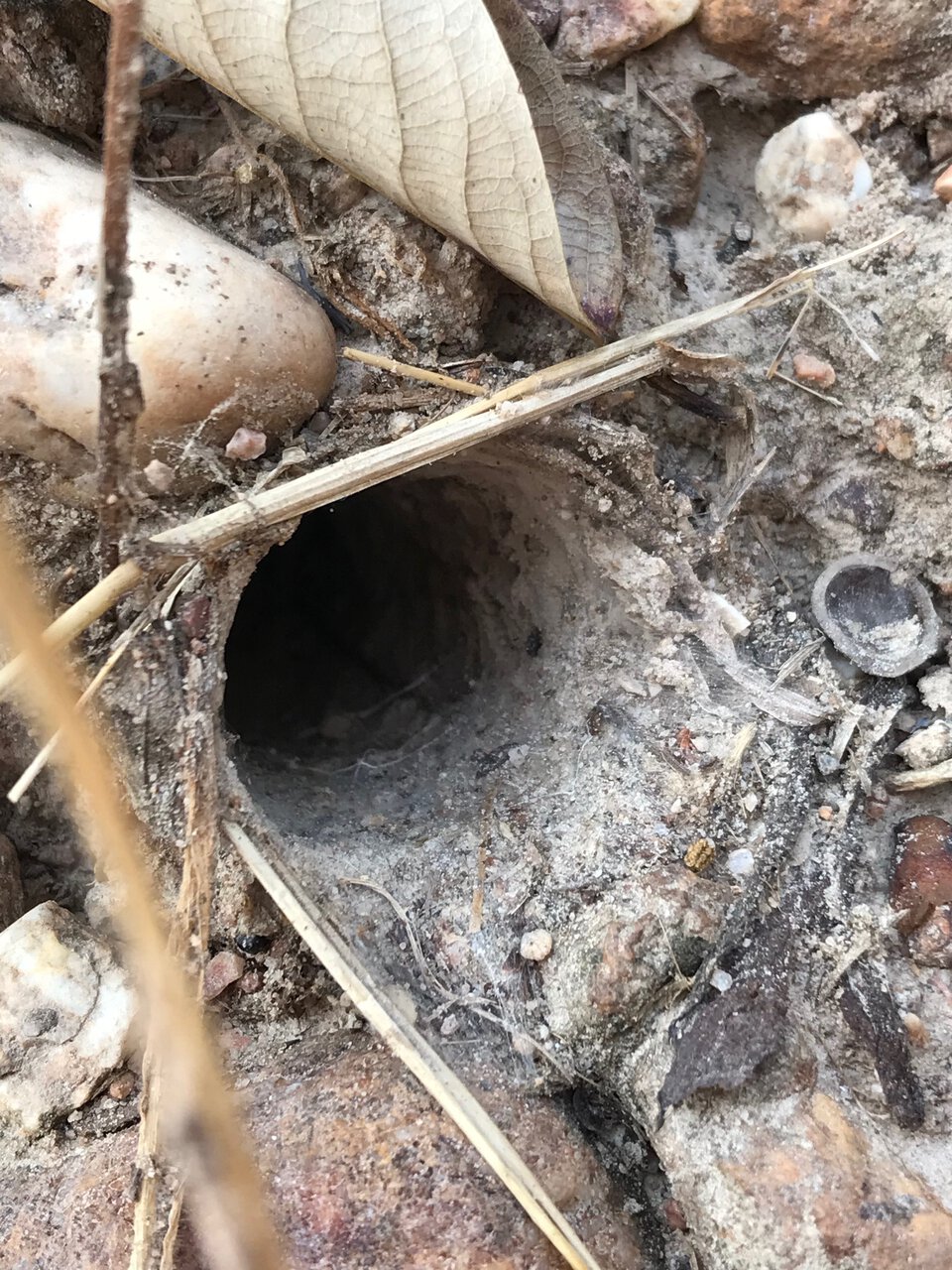 A big Cyriopagopus burrow