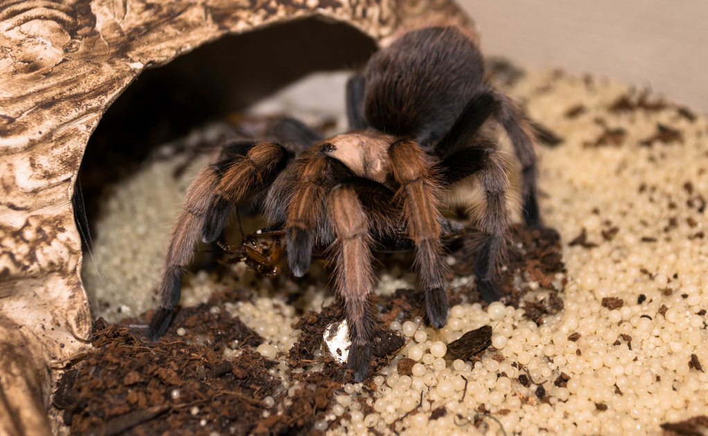 A. Chalcodes "George" Feeding