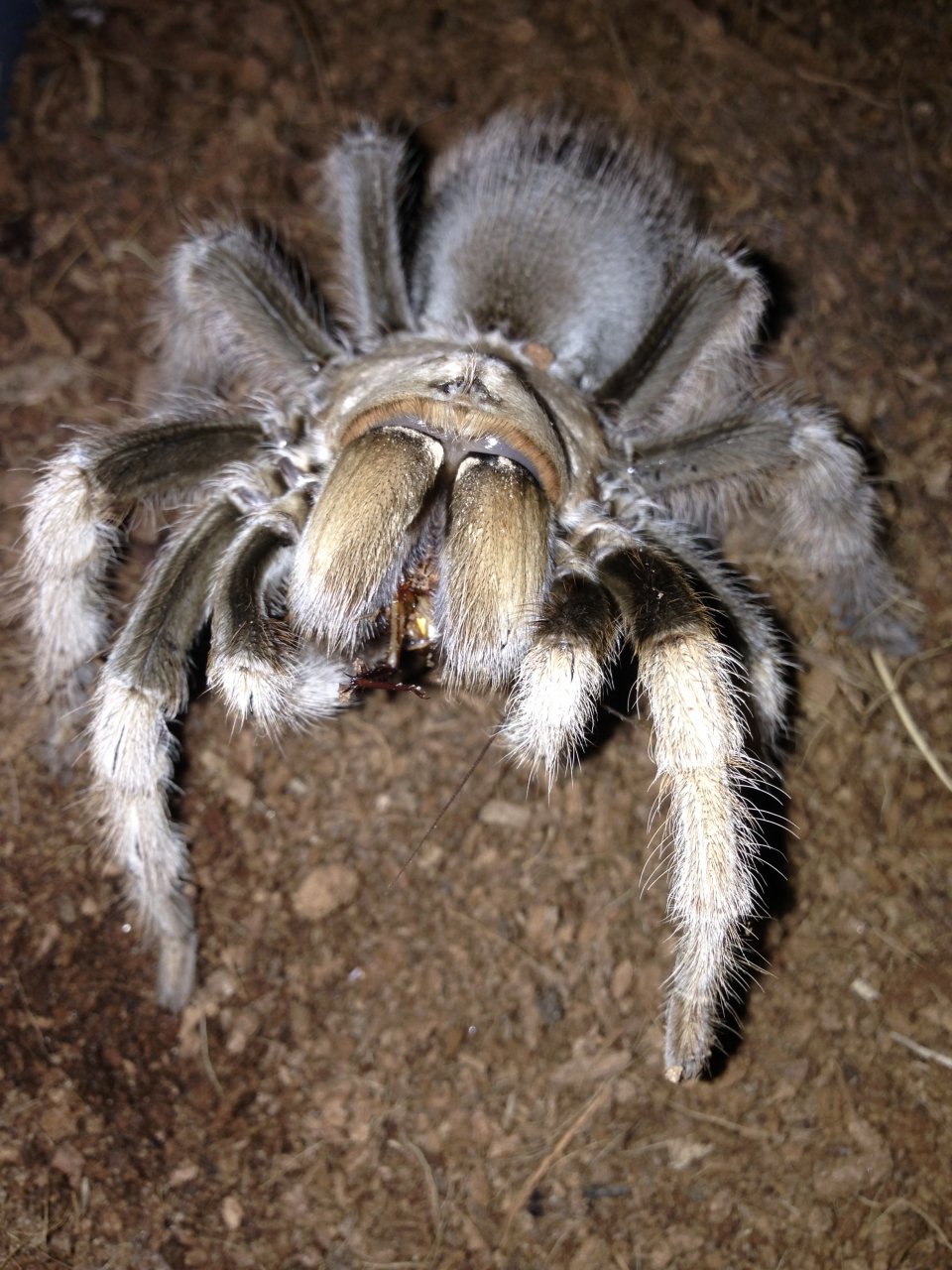 A. chalcodes Her First Feeding Photo