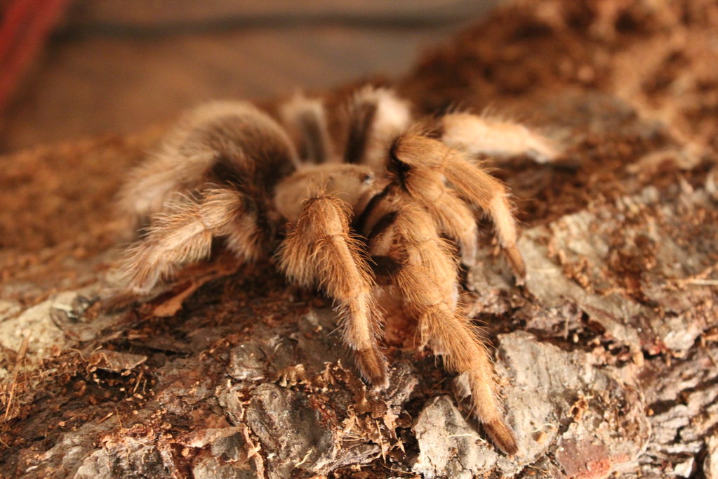 A. chalcodes, July 2015