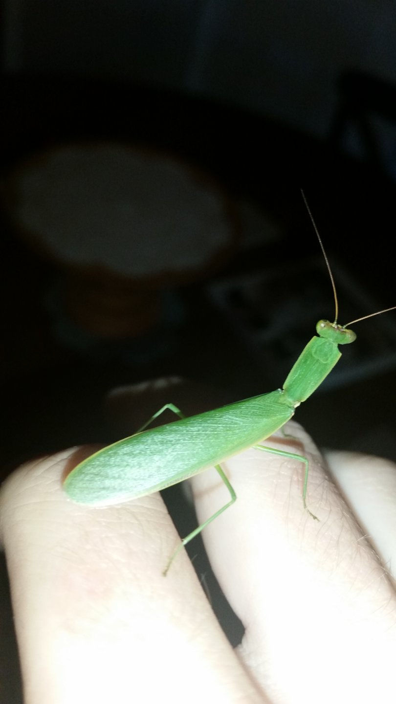 A cool mantis