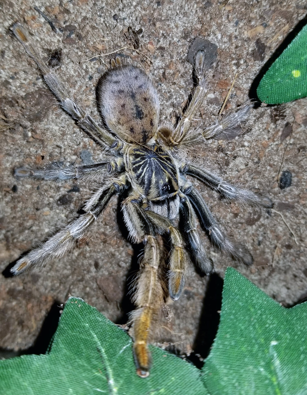 A.ezendami Female