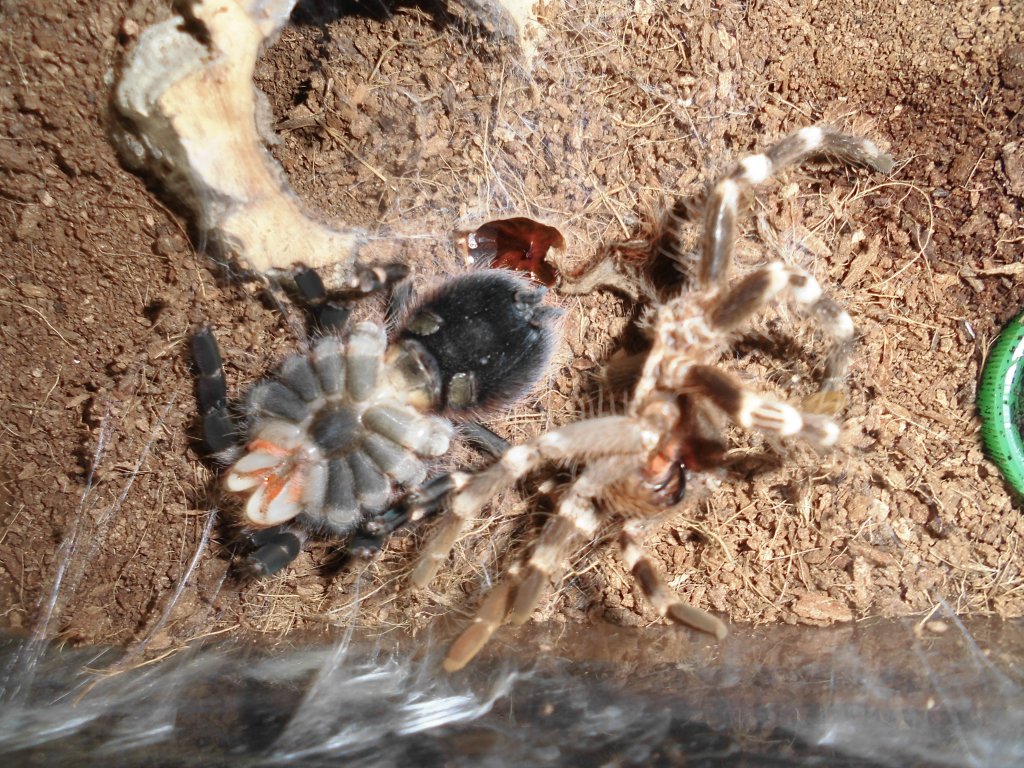 A.Gen. Moulting process.