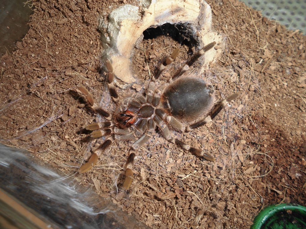 A.gen. Moulting.