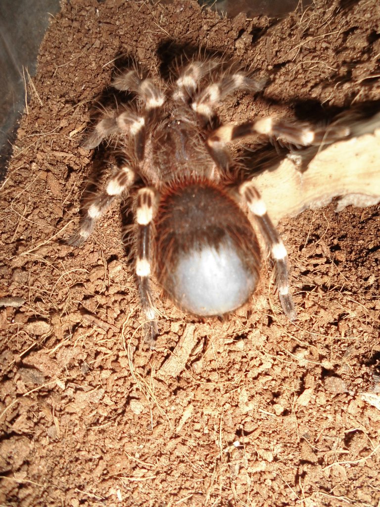 A.Gen premolt?