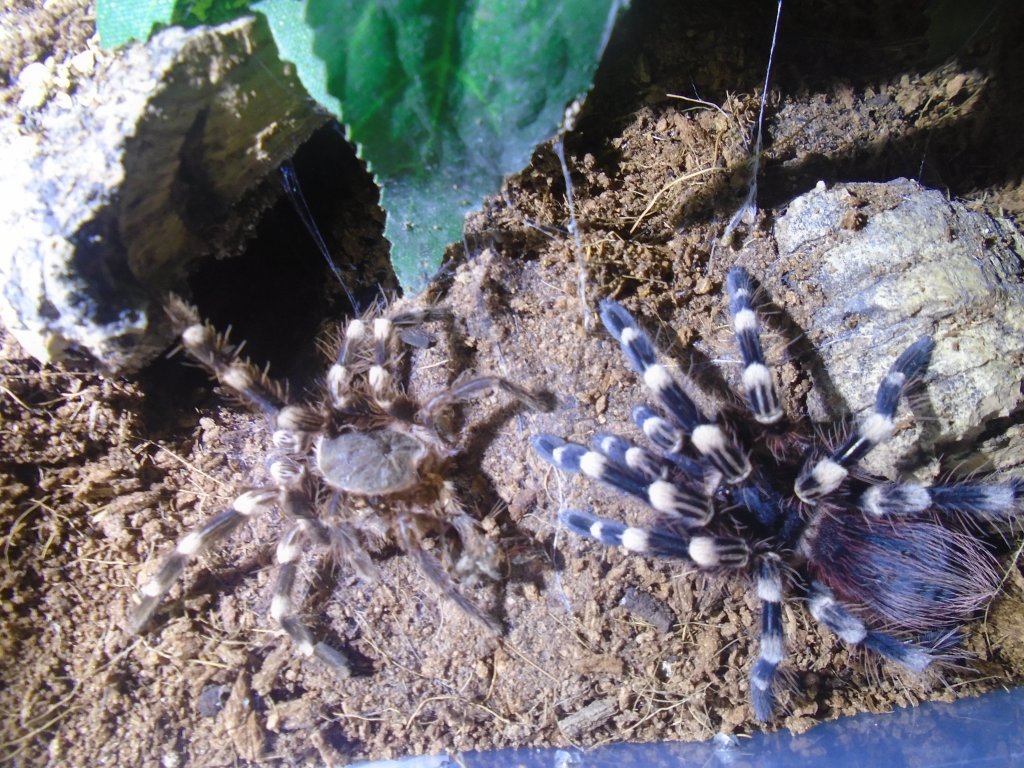 A.genic molt