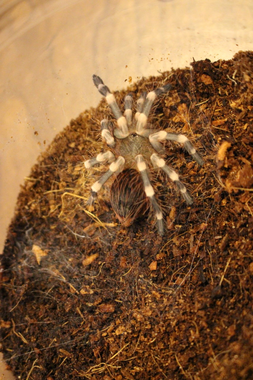 A. genic post molt