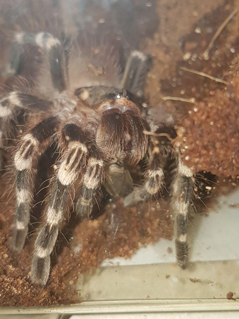 A- geniculata eating a cricket