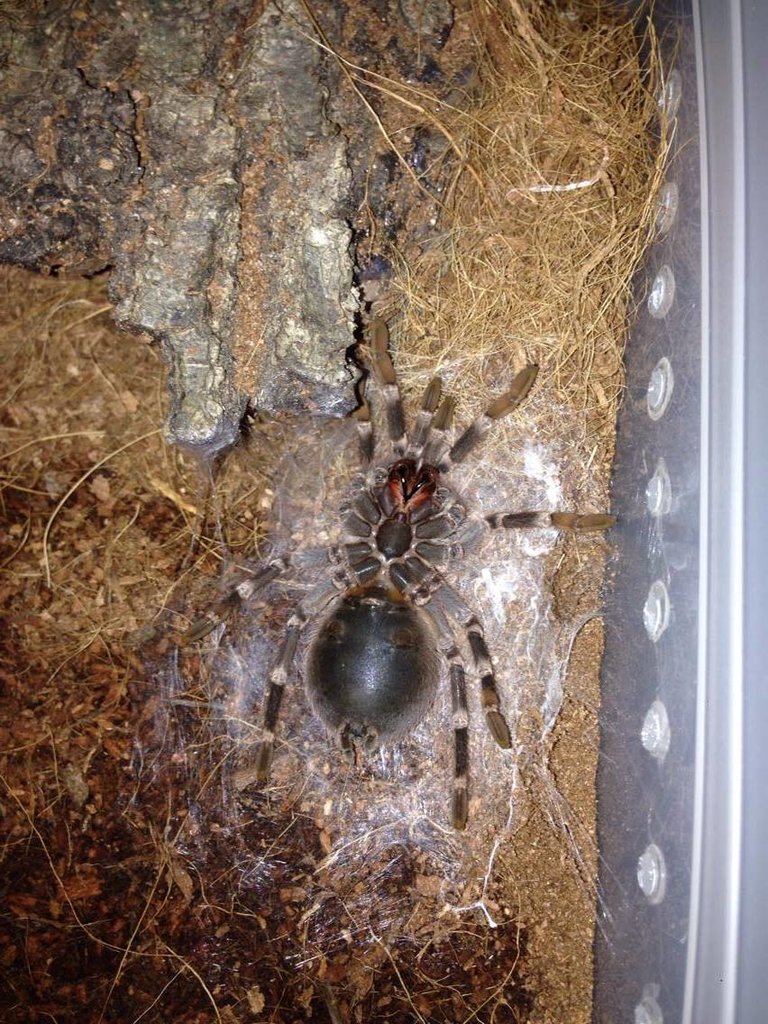 A geniculata flip