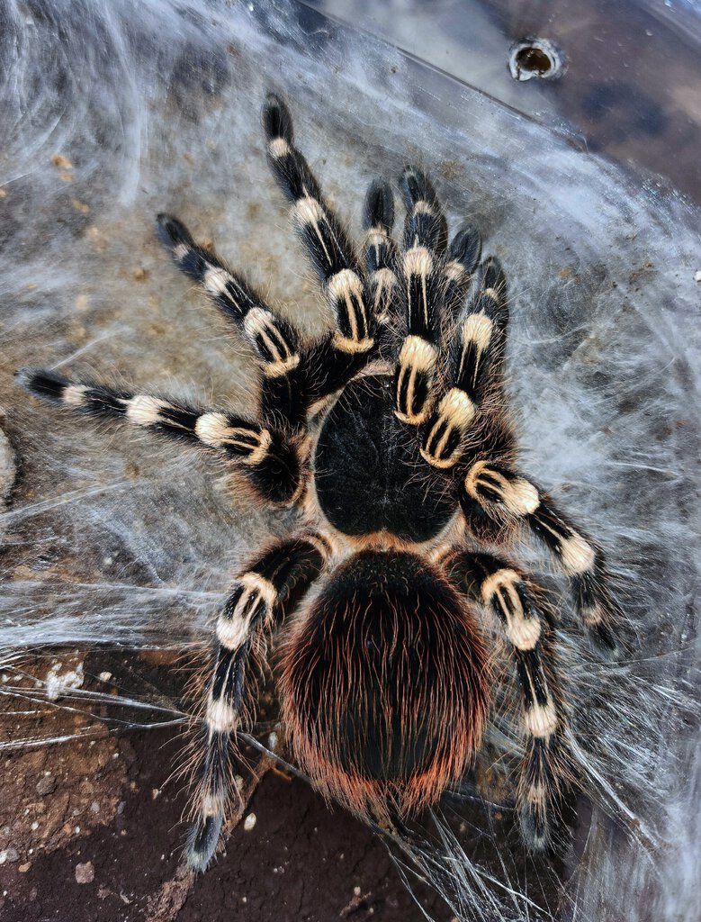 A geniculata freshly molted
