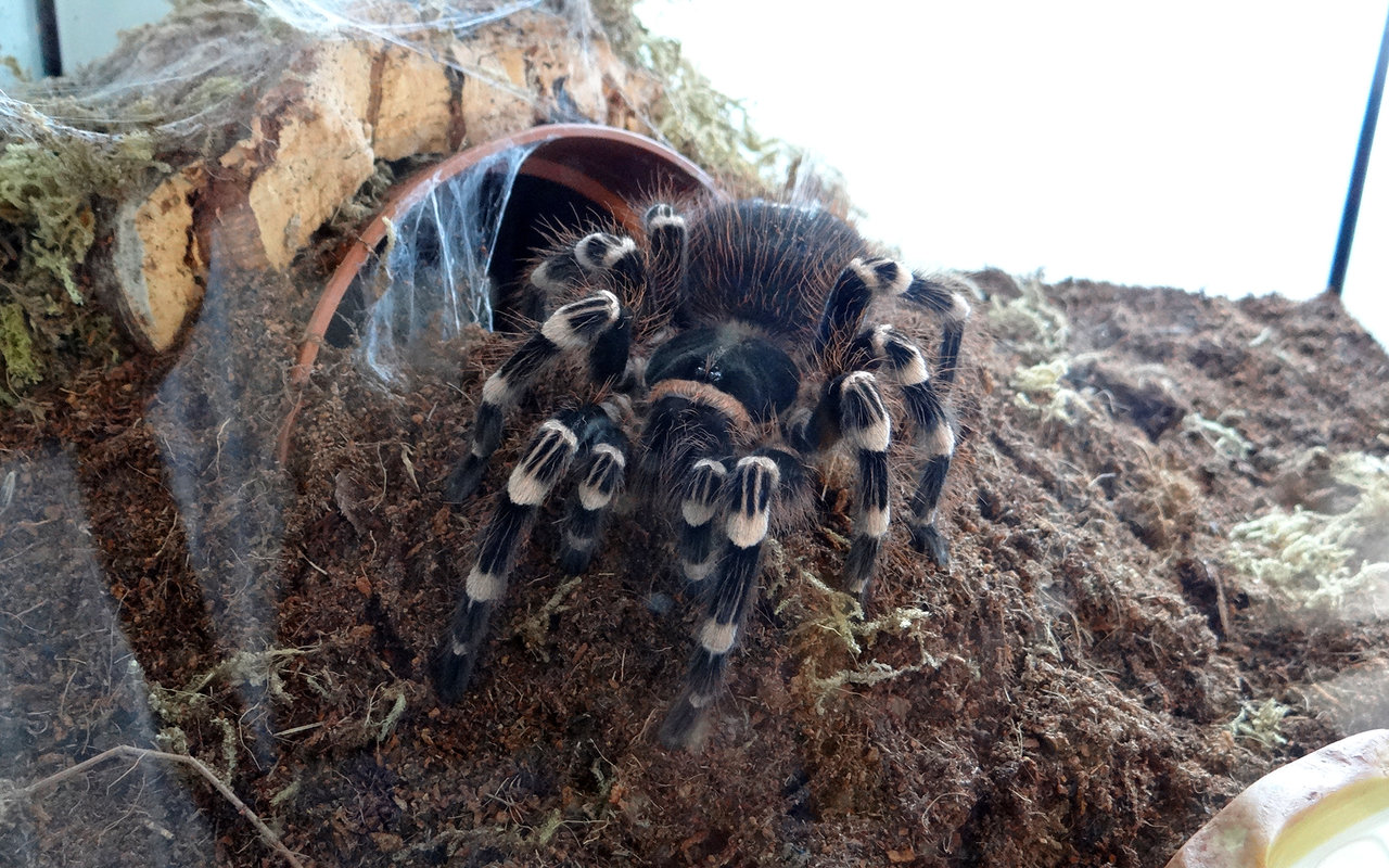 A. geniculata guarding her home