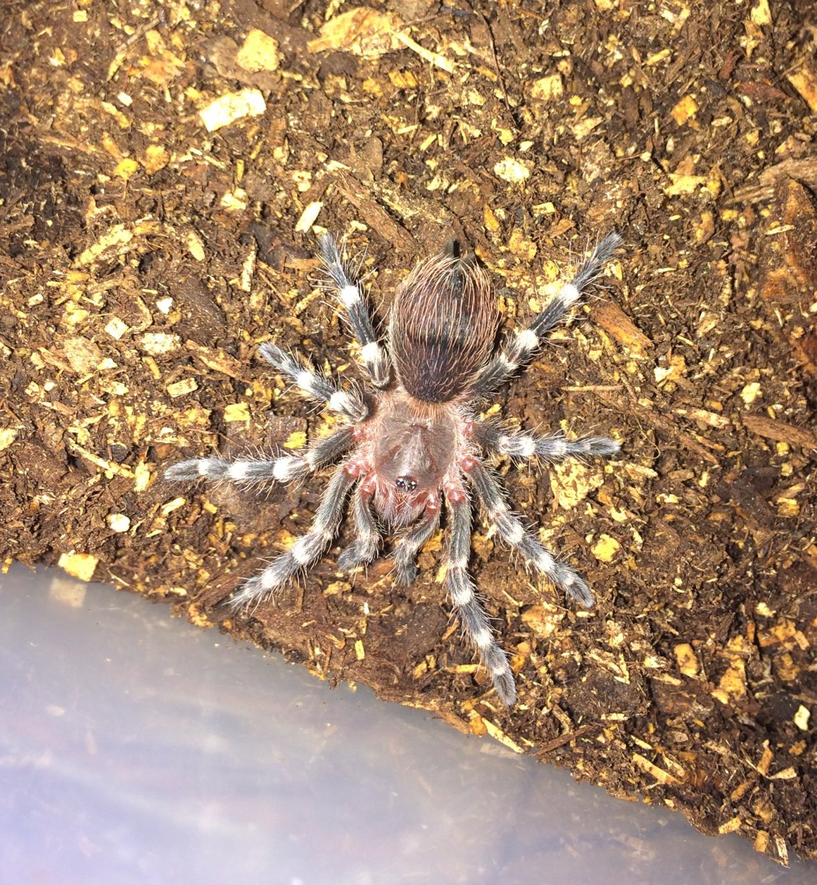 A. geniculata - "Happy"