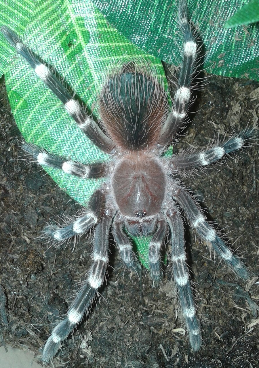 A. geniculata L7