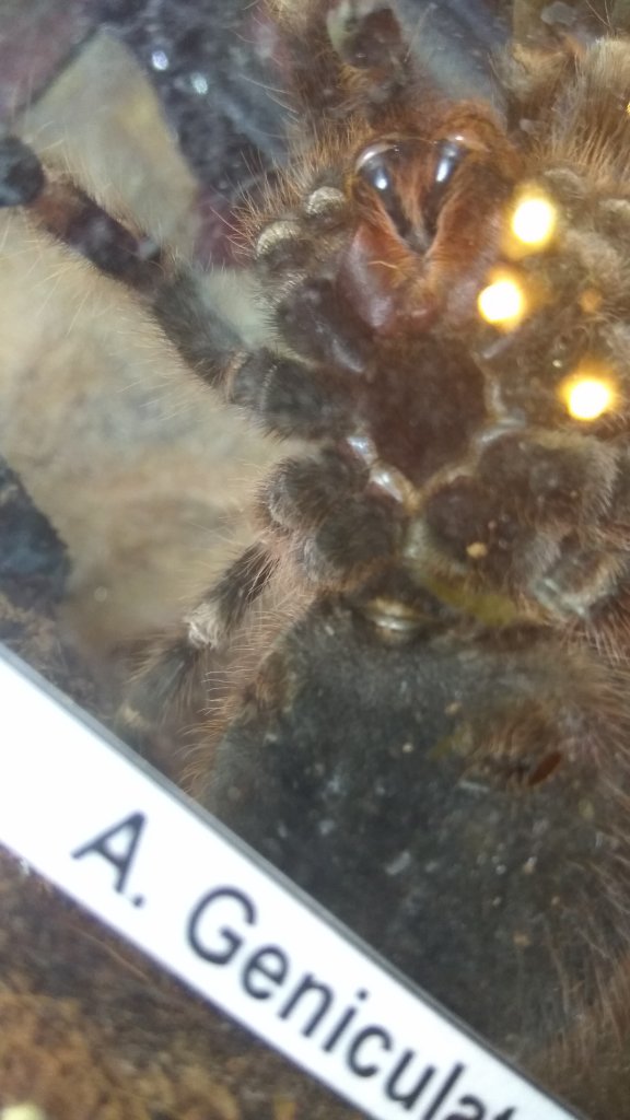 A.geniculata male or female?