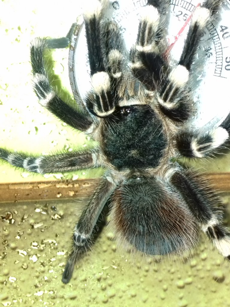 A.Geniculata male