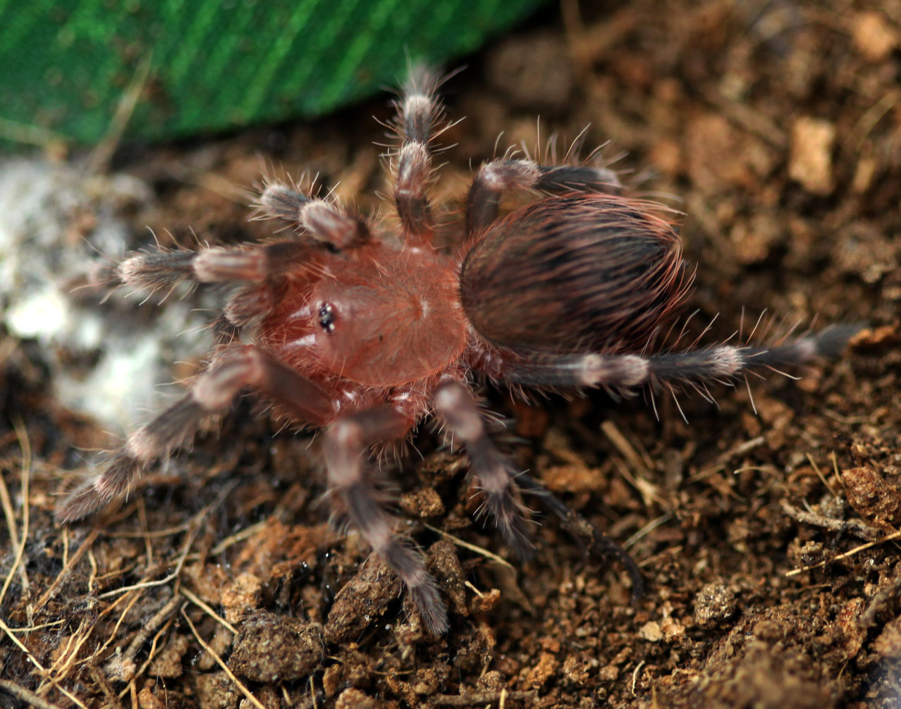 A.geniculata