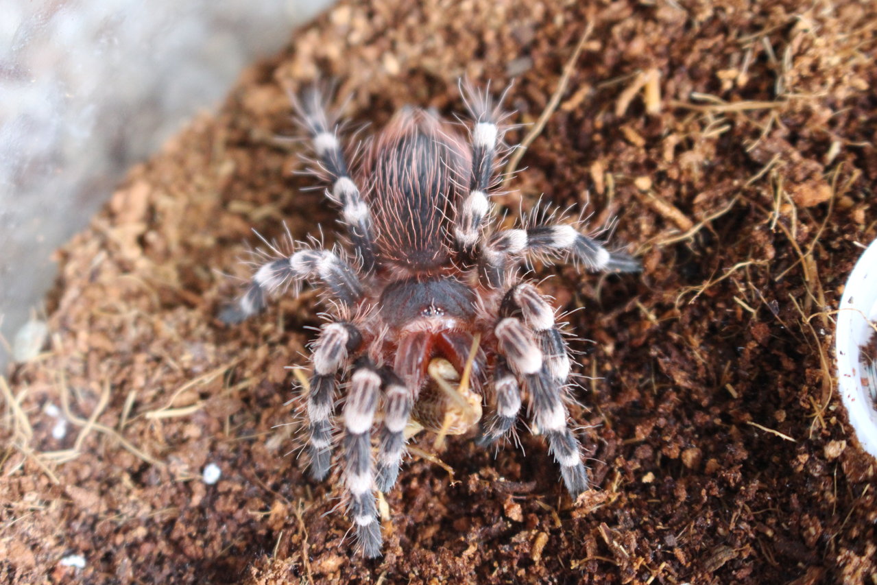 A. geniculata