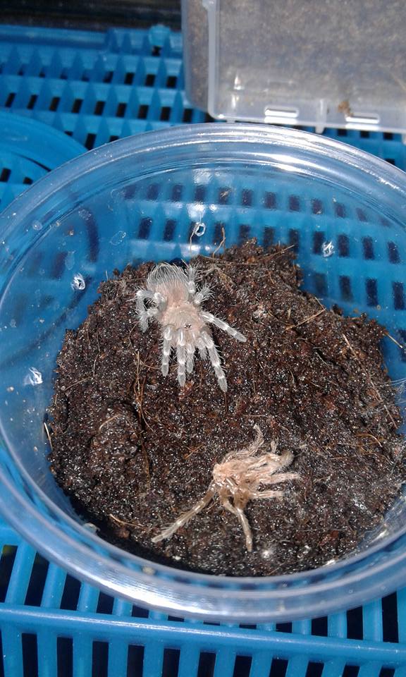 A. geniculata