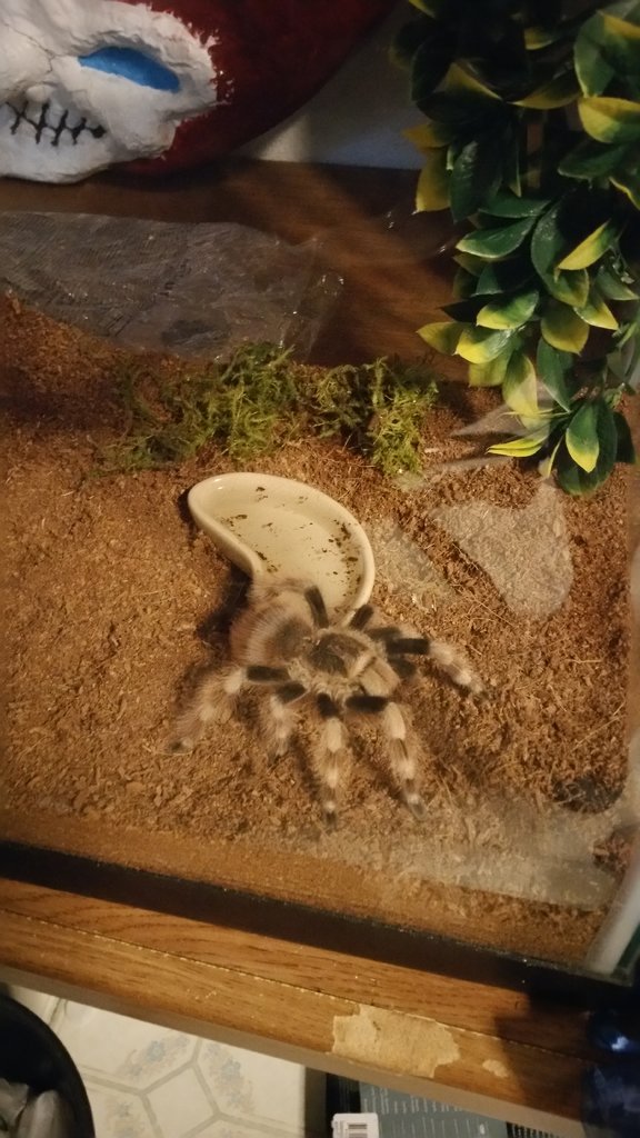 A geniculata