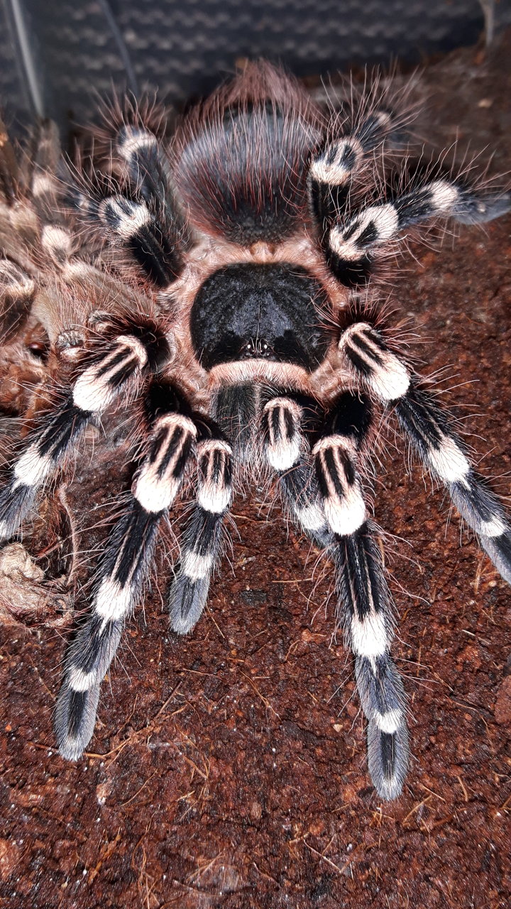 A.geniculata