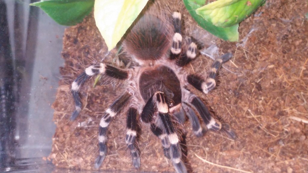 A. geniculata