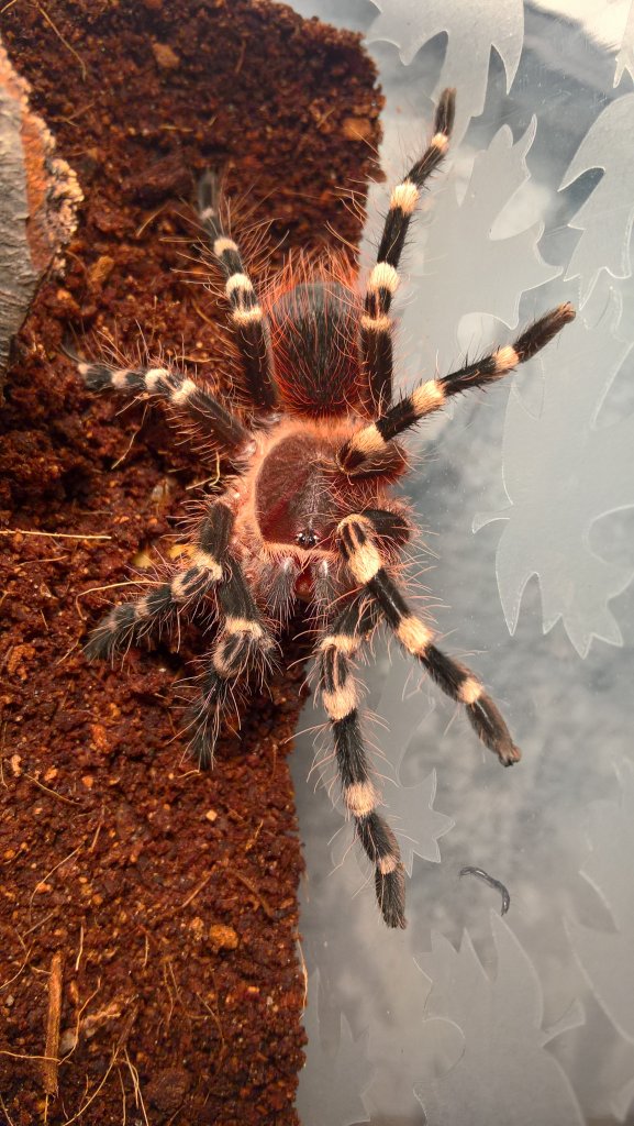 A. geniculata