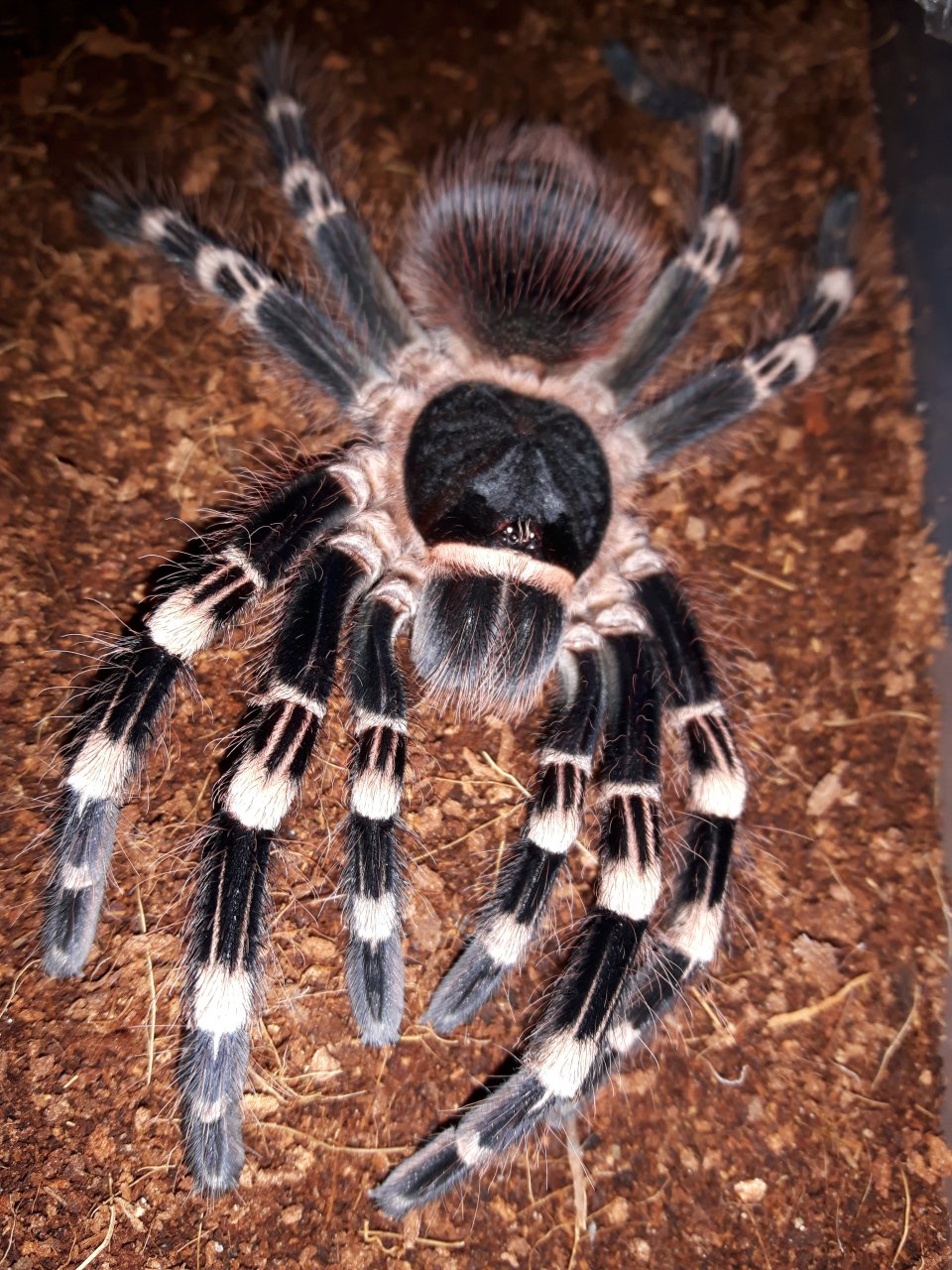 A.geniculata