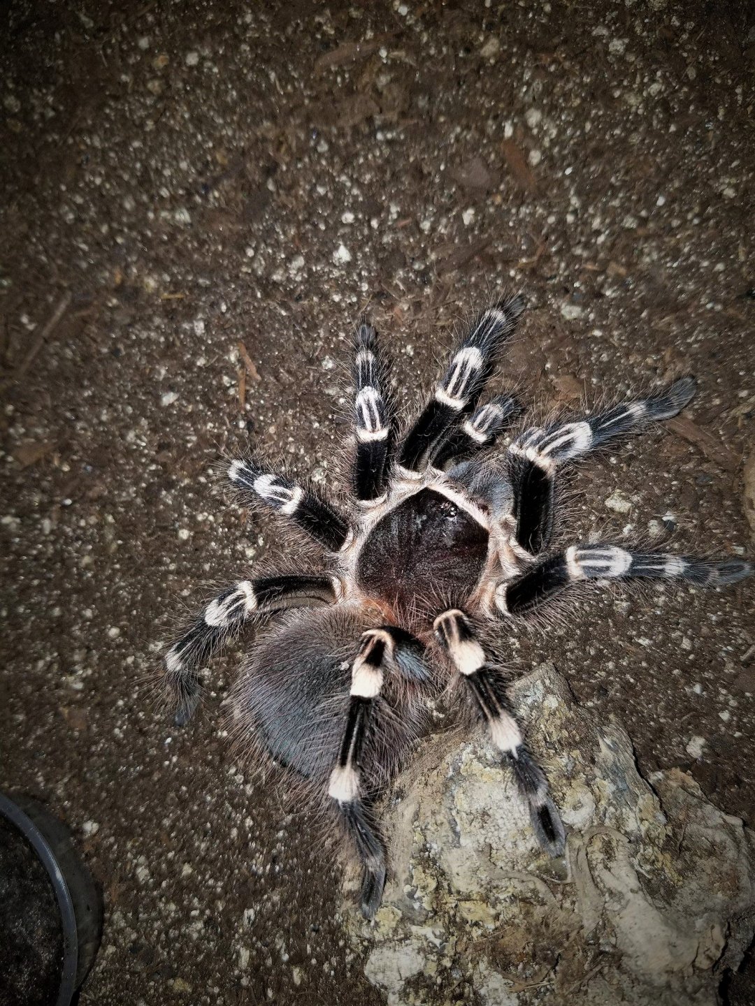 A. geniculata