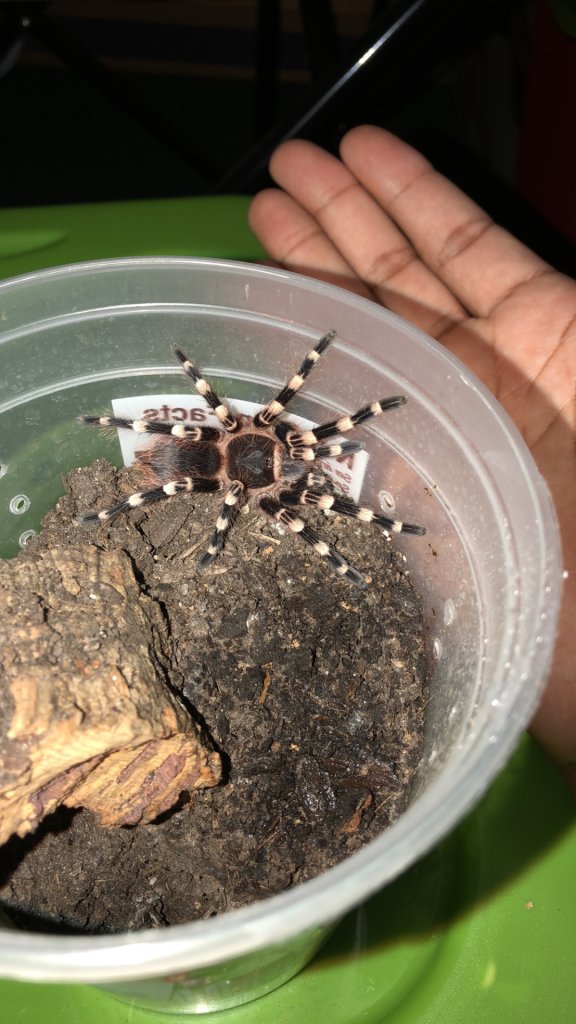 A geniculata