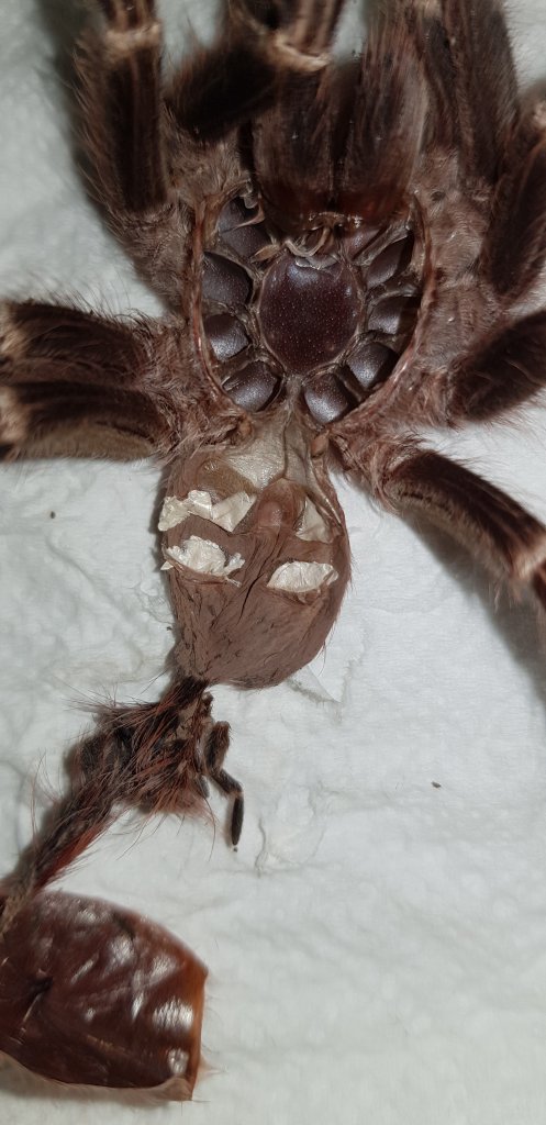 A geniculata