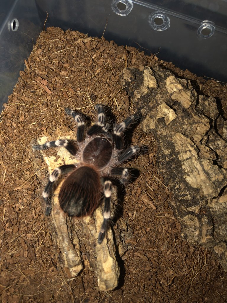 A. Geniculata?