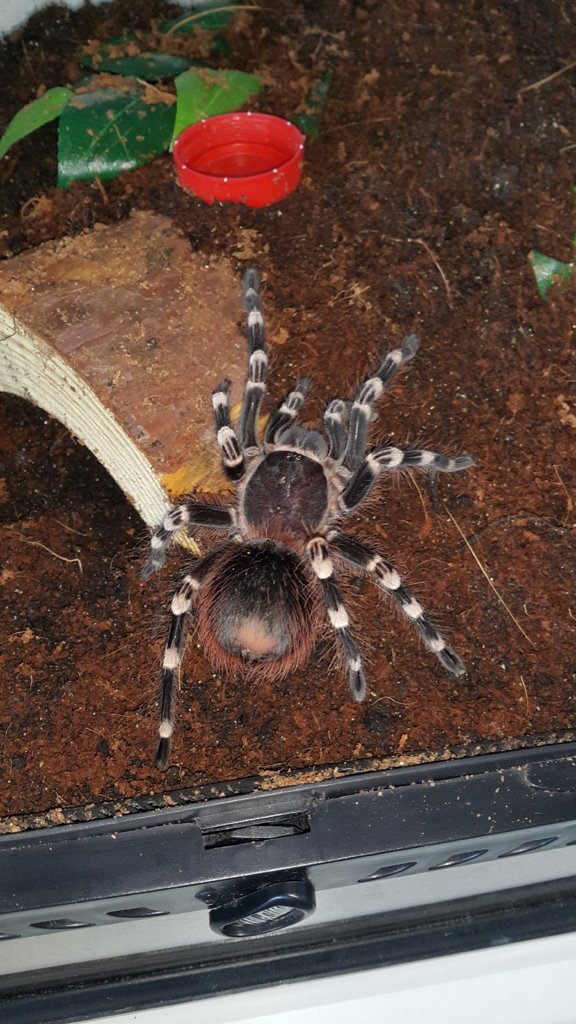 A. geniculata?