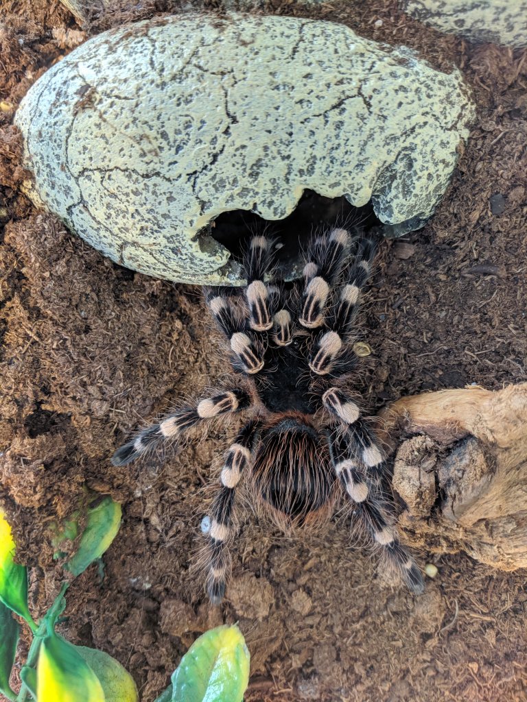 A. geniculata