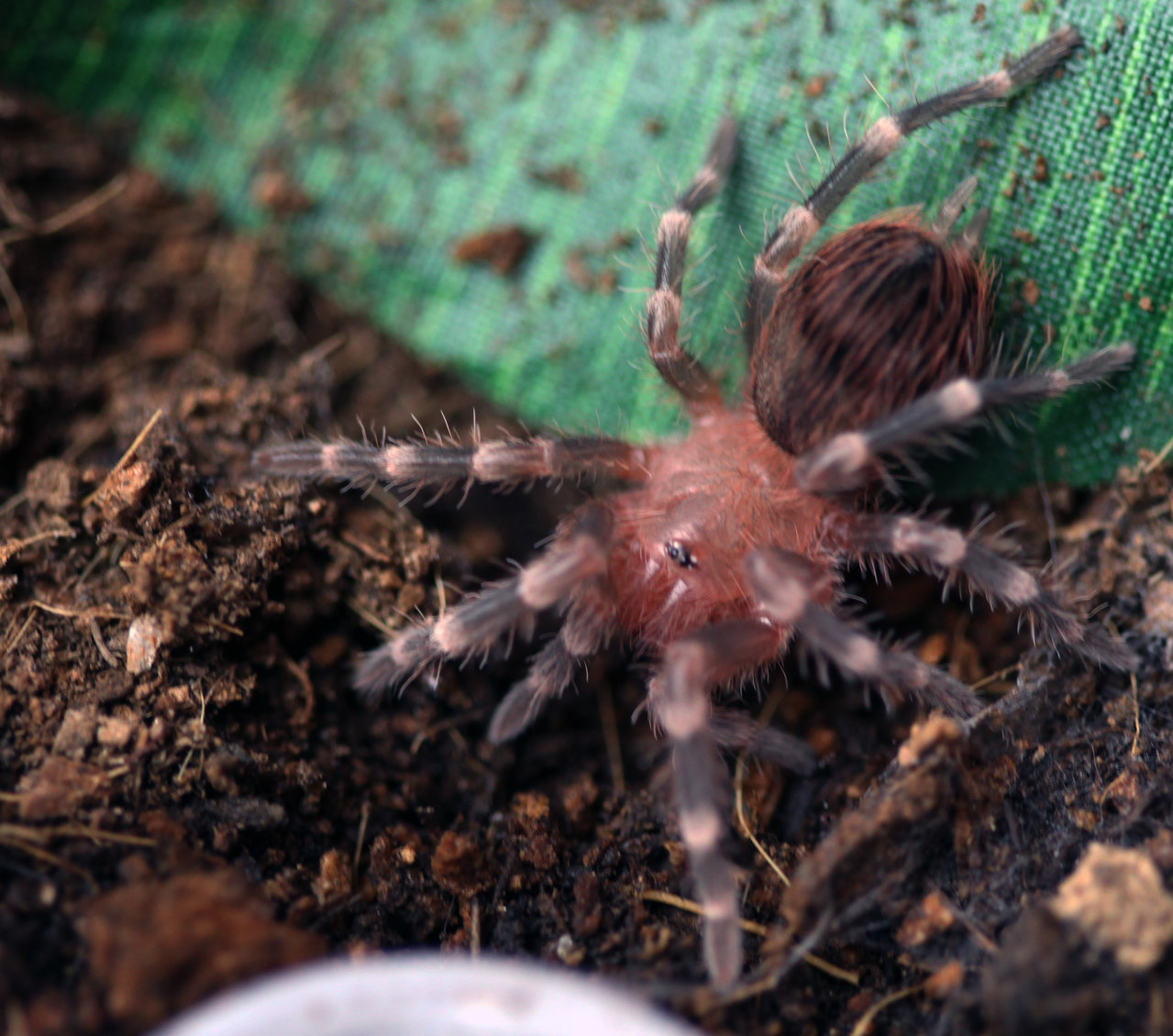 A.geniculata_2