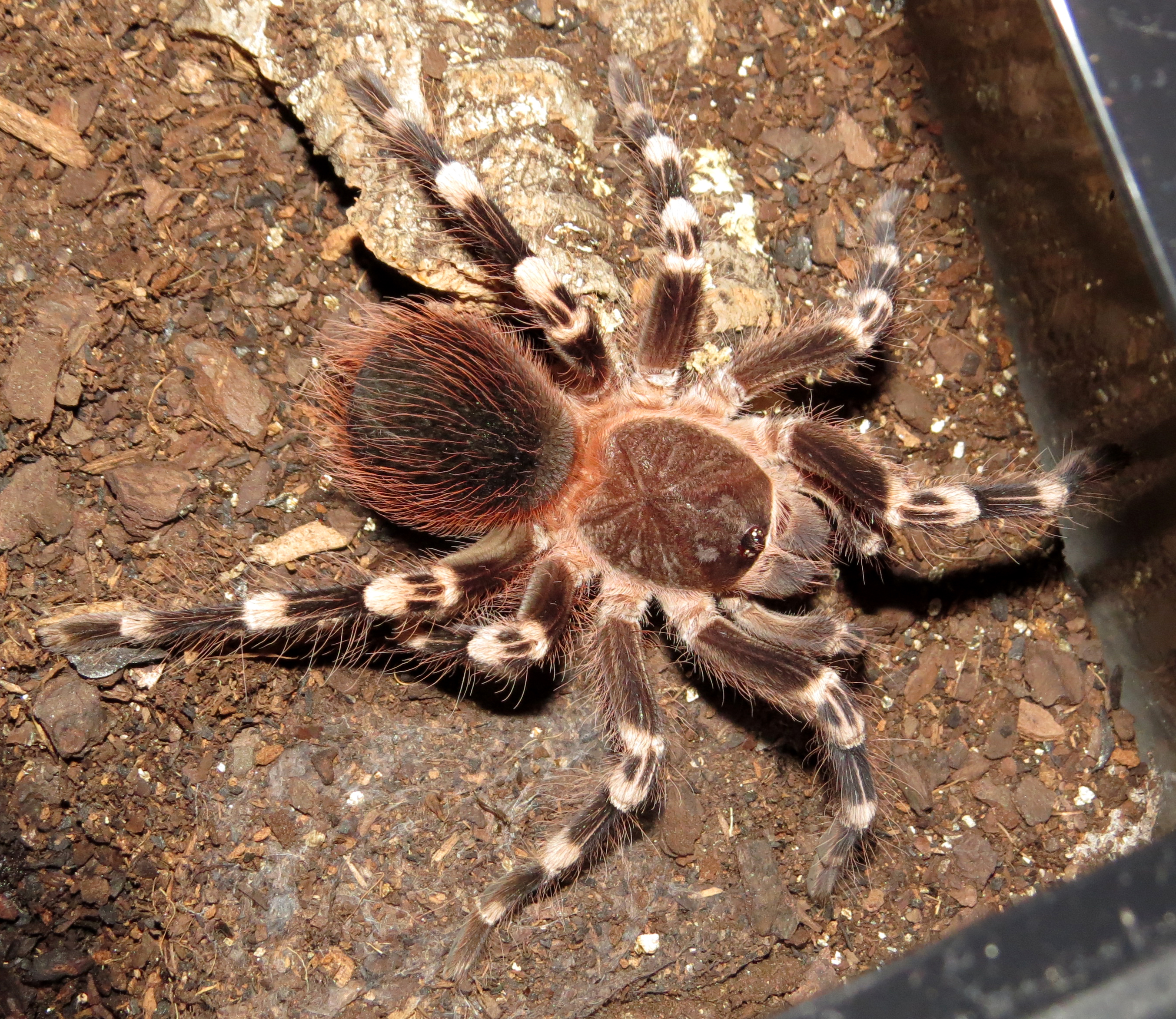 A King Deposed (♂ Acanthoscurria geniculata 3.75")