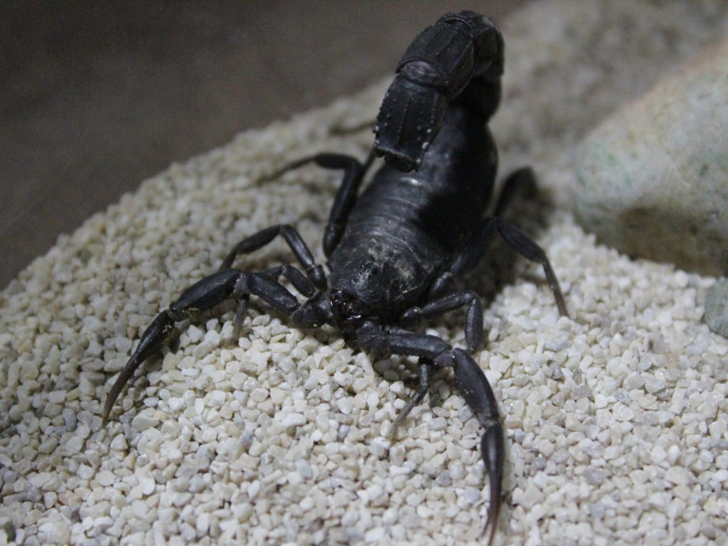 A. mauritanicus 6i Female