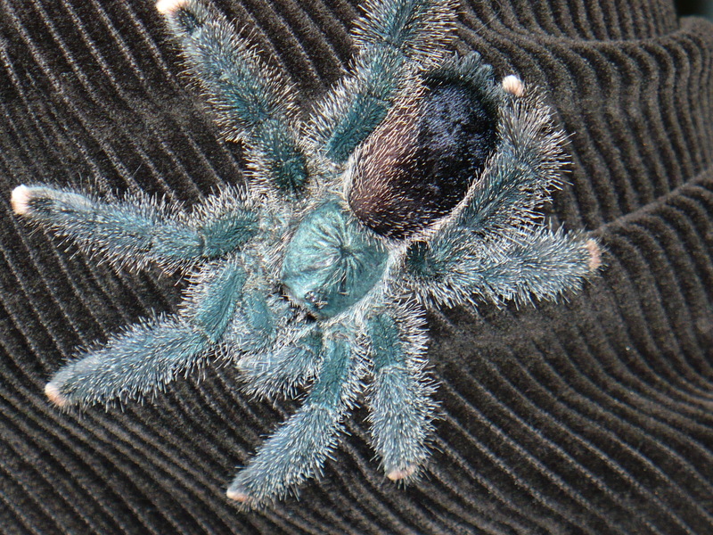 A. metallica or A. avicularia?