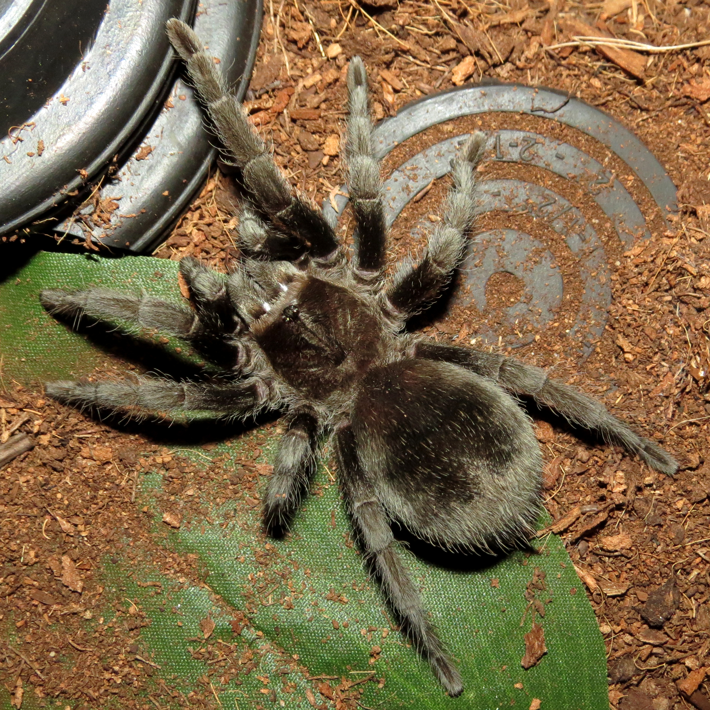 A Pretty Pulchra (♀ Grammostola pulchra 3.5")