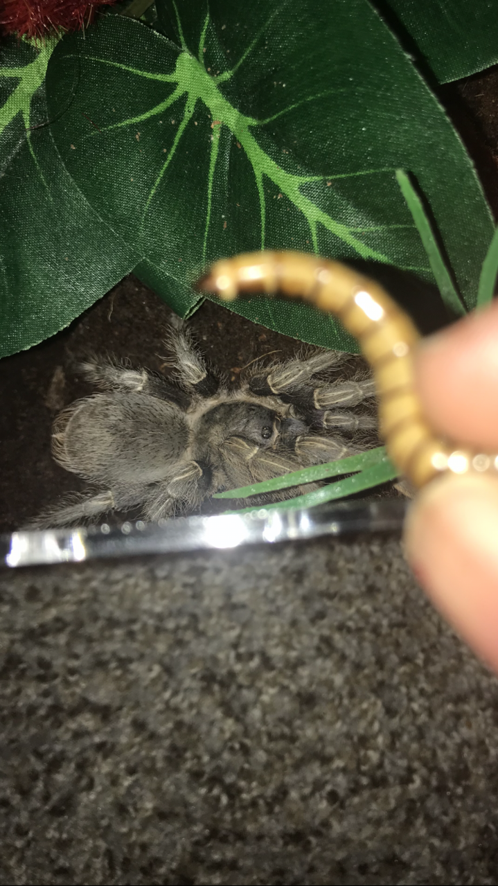 A. seemanni in his food corner.