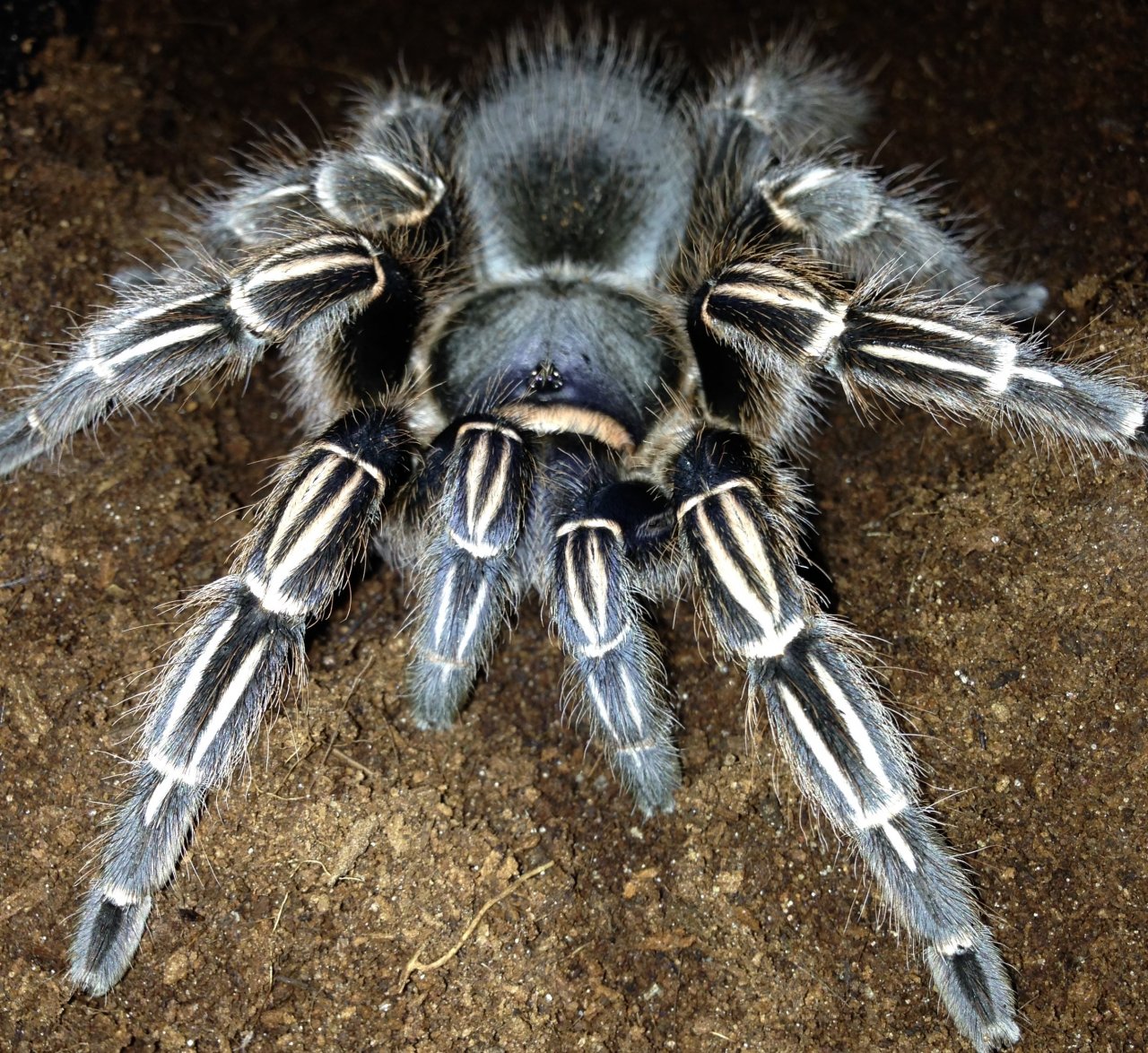 A. seemanni (Mana) Best Legs