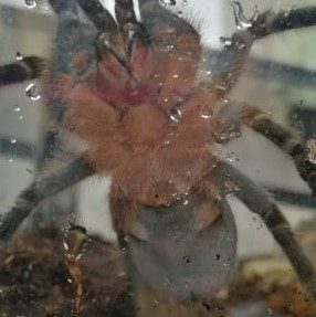 A.Seemanni - Ventral Sexing please? Any clues?